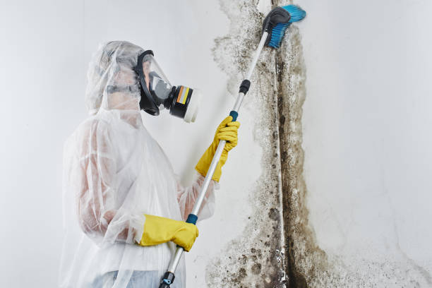 Best Professional Mold Removal  in Union Mill, VA