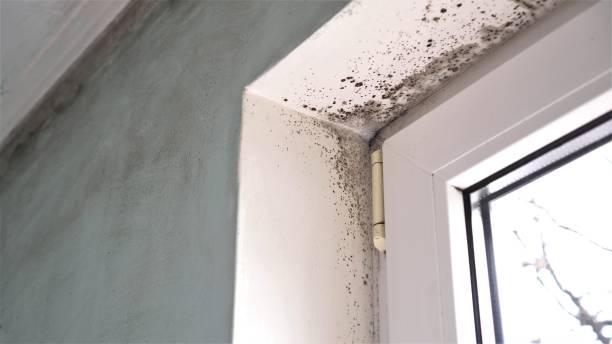 Best Residential Mold Removal  in Union Mill, VA