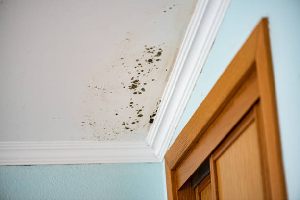 Best Mold Damage Repair  in Union Mill, VA
