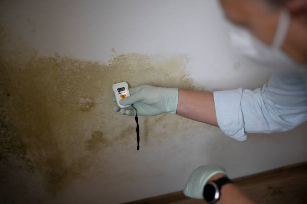 Best Home Mold Removal  in Union Mill, VA