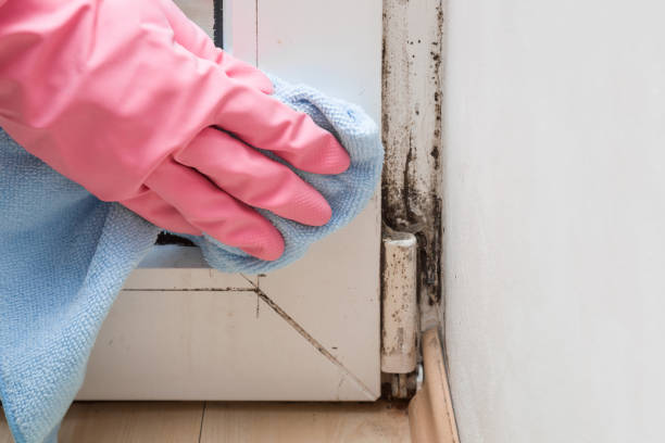 Best Fast Mold Removal  in Union Mill, VA