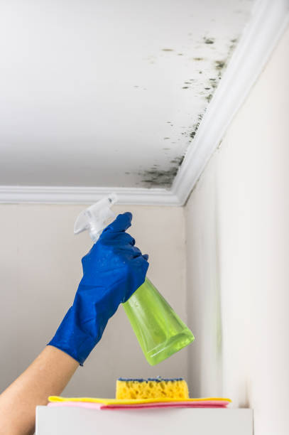 Best Same-Day Mold Removal  in Union Mill, VA